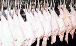 رئيس جامعه دامپزشكان كشور خبر داد: 2 دليل تجمع آنتي‌بيوتيك در گوشت مرغ و تهديد سلامتي مصرف‌كنندگان