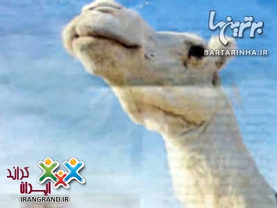 ۹ حیوان گرانقیمت جهان 